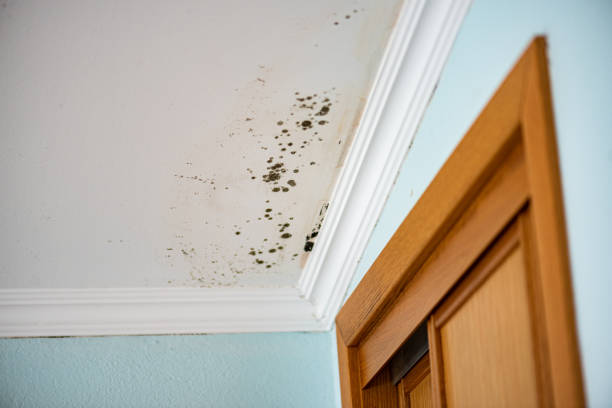 Best Commercial Mold Removal  in Oak Grove, VA