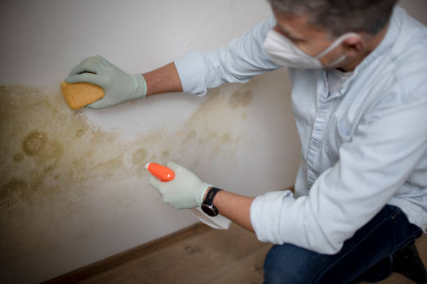 Best Attic Mold Removal  in Oak Grove, VA