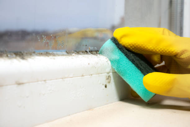 Mold Removal and Inspection in Oak Grove, VA