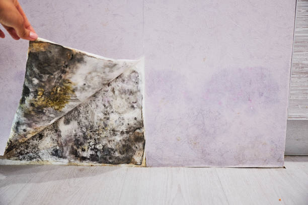 Best Mold Cleaning Services  in Oak Grove, VA